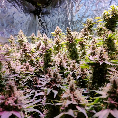Super Silver Haze #01 growlog timeline photo