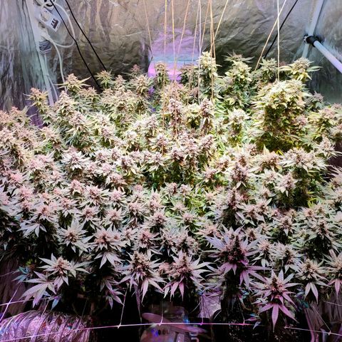 Super Silver Haze #01 growlog timeline photo