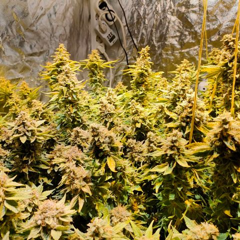 Super Silver Haze #01 growlog timeline photo