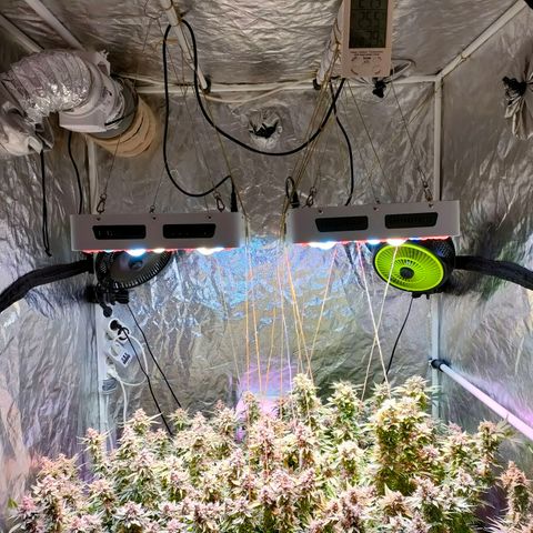 Super Silver Haze #01 growlog timeline photo