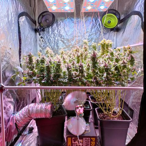 Super Silver Haze #01 growlog timeline photo