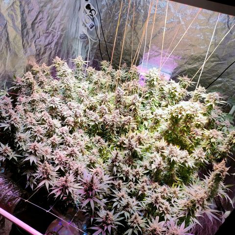 Super Silver Haze #01 growlog timeline photo