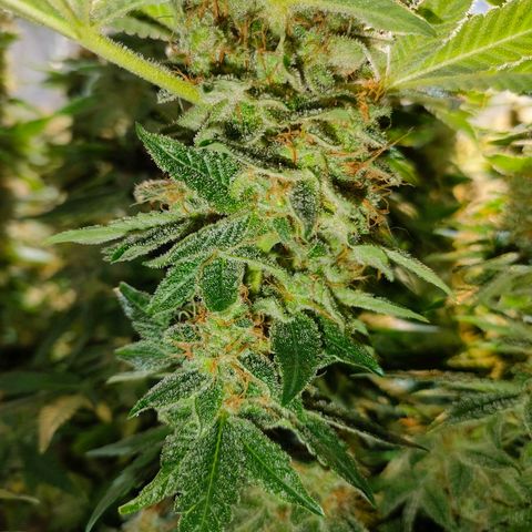 Super Silver Haze #01 growlog timeline photo