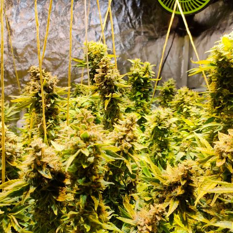 Super Silver Haze #01 growlog timeline photo