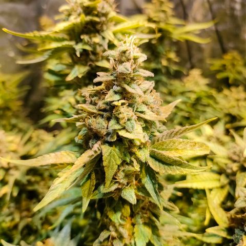 Super Silver Haze #01 growlog timeline photo
