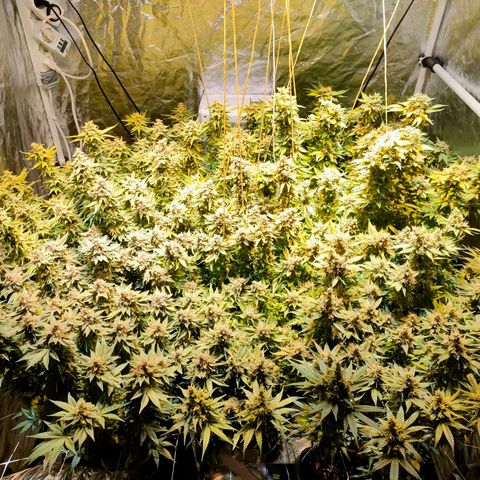 Super Silver Haze #01 growlog timeline photo