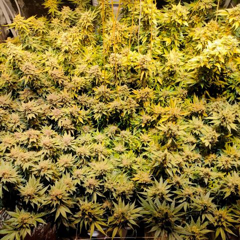 Super Silver Haze #01 growlog timeline photo