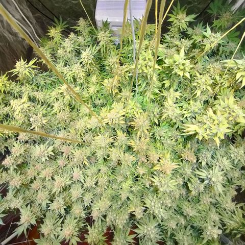 Super Silver Haze #01 growlog timeline photo