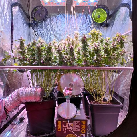 Super Silver Haze #01 growlog timeline photo