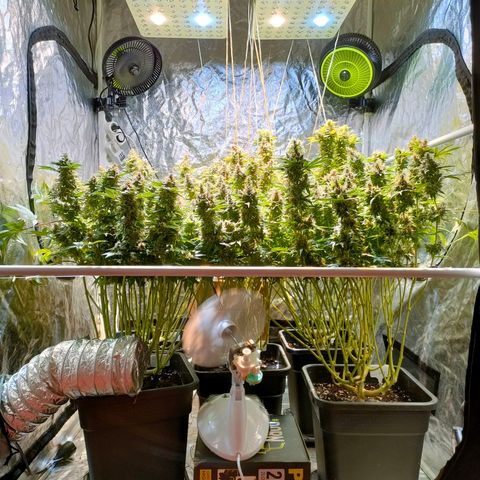 Super Silver Haze #01 growlog timeline photo