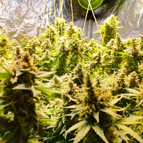 Super Silver Haze #01 growlog timeline photo