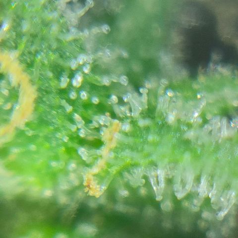 Super Silver Haze #05 growlog timeline photo