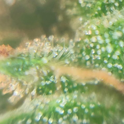 Super Silver Haze #05 growlog timeline photo