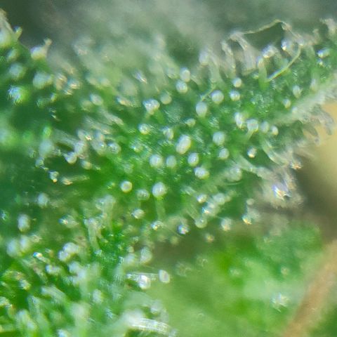 Super Silver Haze #05 growlog timeline photo