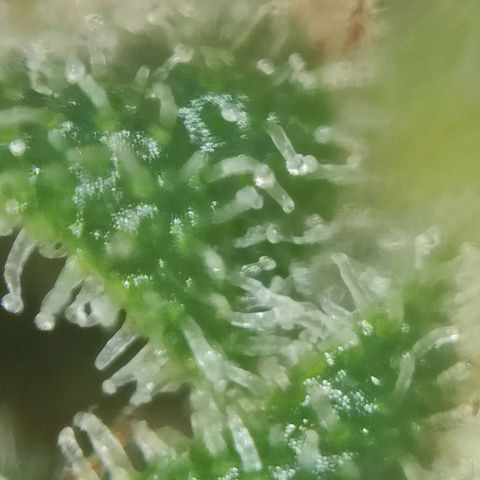 Super Silver Haze #01 growlog timeline photo