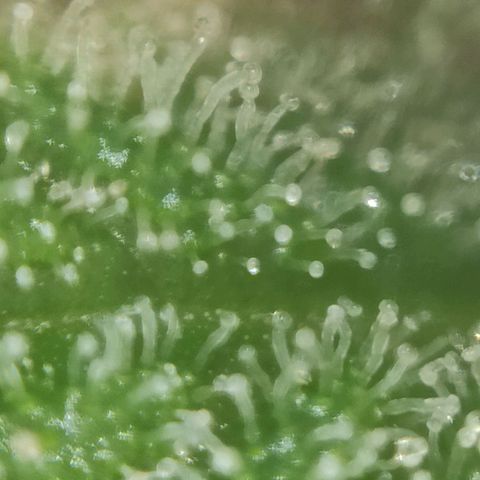 Super Silver Haze #01 growlog timeline photo