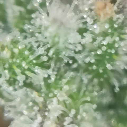 Super Silver Haze #01 growlog timeline photo