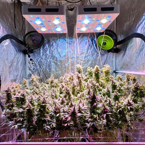 Super Silver Haze #01 growlog photo: • 1 Tag vor der Ernte