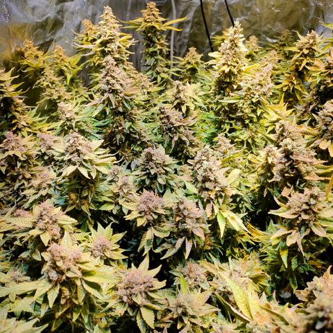Super Silver Haze #01 growlog photo: • 1 Tag vor der Ernte