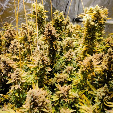 Super Silver Haze #01 growlog photo: • 1 Tag vor der Ernte