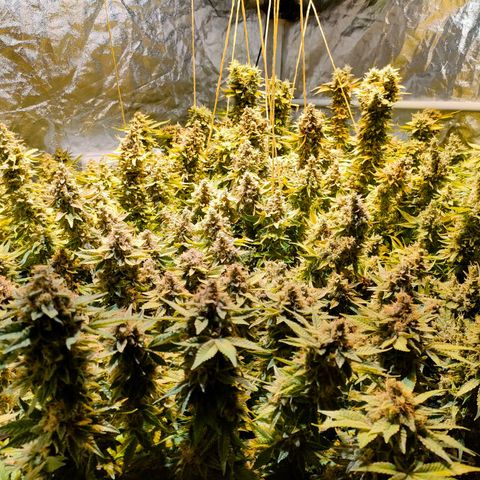 Super Silver Haze #01 growlog photo: • 1 Tag vor der Ernte