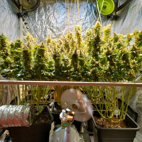 Super Silver Haze #01 growlog photo: • 1 Tag vor der Ernte