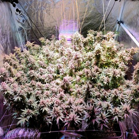 Super Silver Haze #01 growlog photo: • 1 Tag vor der Ernte