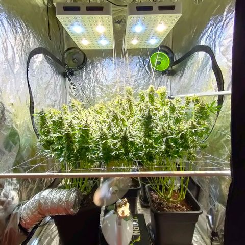 Super Silver Haze #01 growlog photo: • 1 Tag vor der Ernte