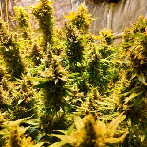 Super Silver Haze #01 growlog photo: • 1 Tag vor der Ernte