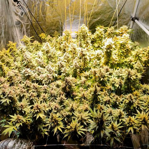 Super Silver Haze #01 growlog photo: • 1 Tag vor der Ernte