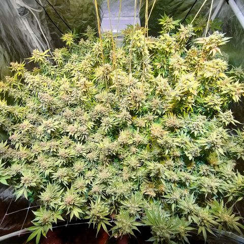Super Silver Haze #01 growlog photo: • 1 Tag vor der Ernte