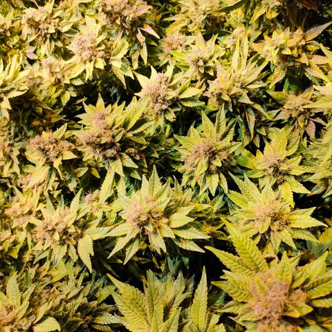 Super Silver Haze #01 growlog photo: • 1 Tag vor der Ernte