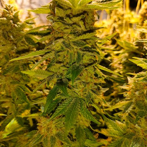 Super Silver Haze #01 growlog photo: • 1 Tag vor der Ernte