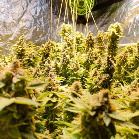 Super Silver Haze #01 growlog photo: • 1 Tag vor der Ernte