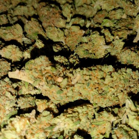 Super Silver Haze #01 growlog timeline photo