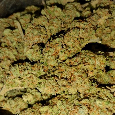 Super Silver Haze #01 growlog timeline photo