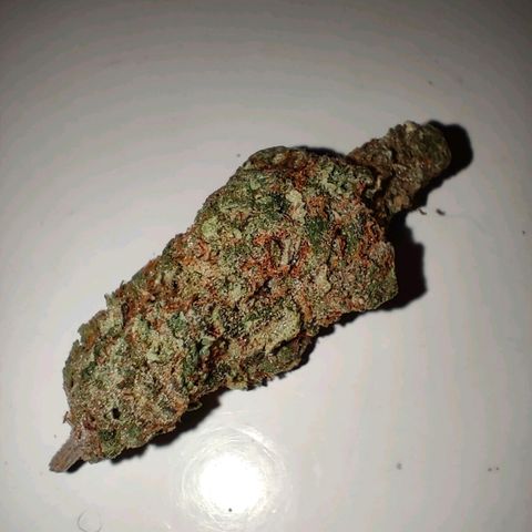 Super Silver Haze #01 growlog timeline photo