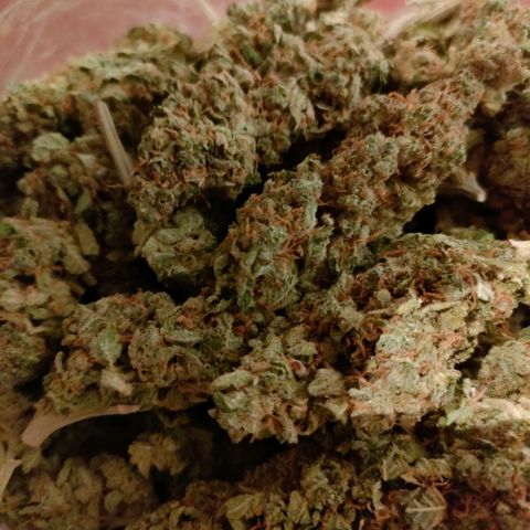 Super Silver Haze #01 growlog timeline photo