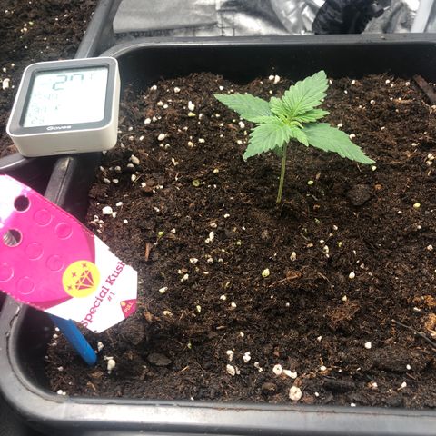 Special Kush #1 growlog timeline photo