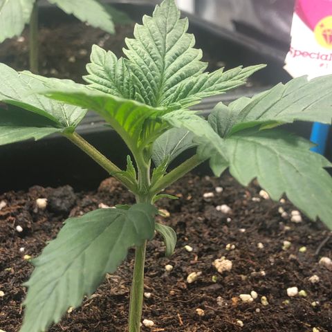 Special Kush #1 growlog timeline photo