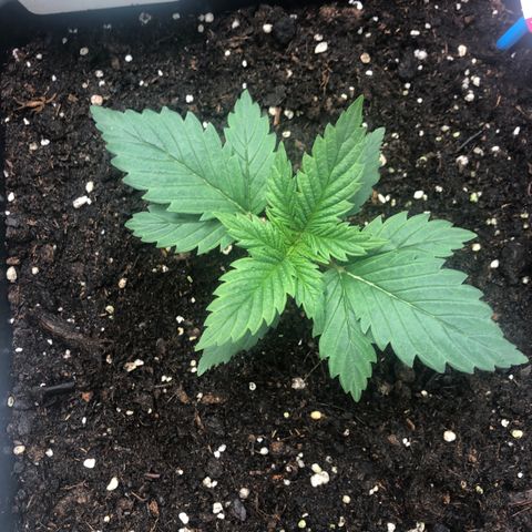 Special Kush #1 growlog timeline photo