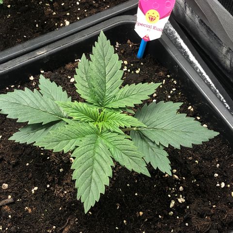 Special Kush #1 growlog timeline photo