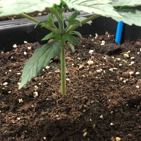 Special Kush #1 growlog timeline photo