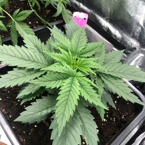 Special Kush #1 growlog timeline photo