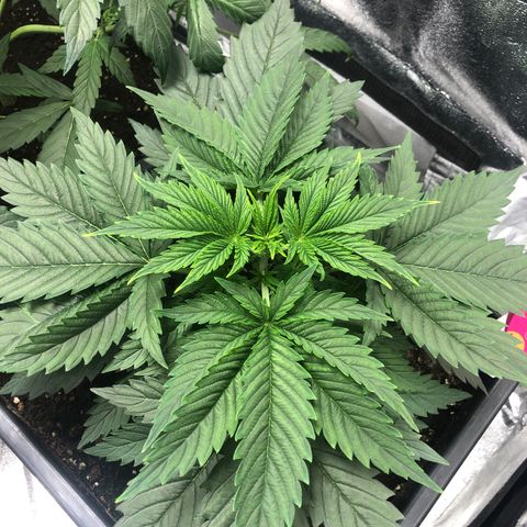 Special Kush #1 growlog timeline photo