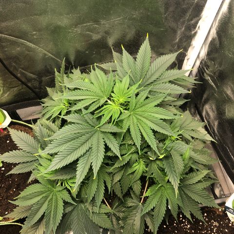 Special Kush #1 growlog timeline photo