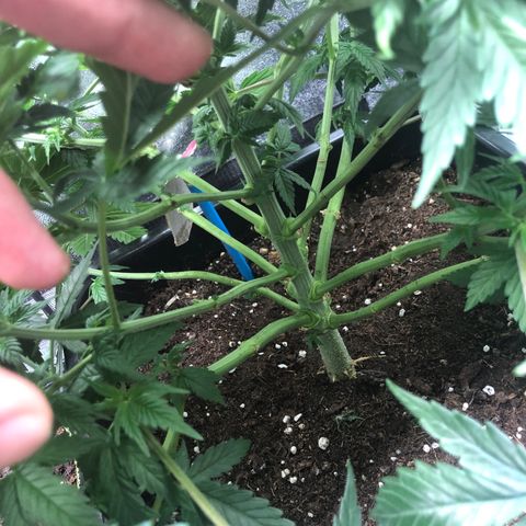 Special Kush #1 growlog timeline photo
