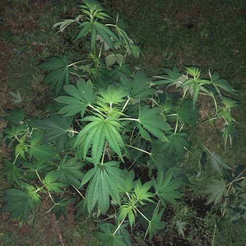 Special Kush #1 growlog timeline photo