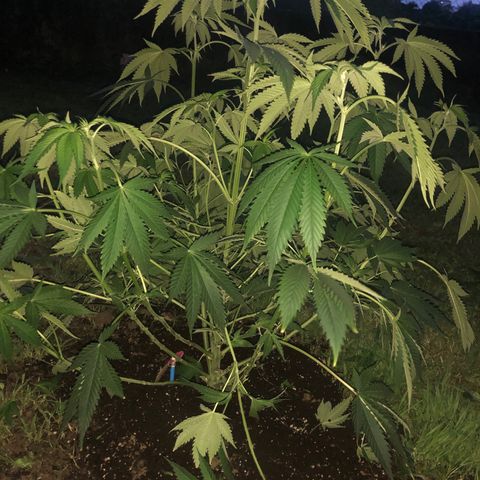 Special Kush #1 growlog timeline photo