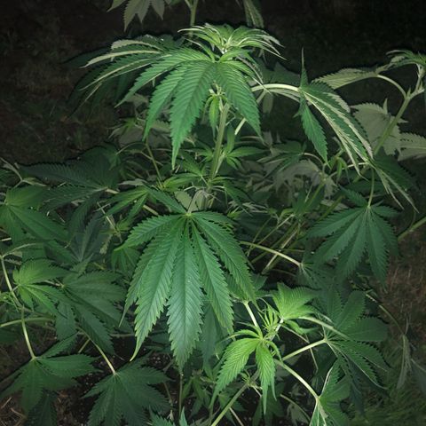 Special Kush #1 growlog timeline photo